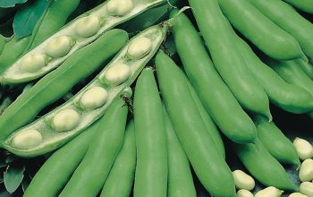 bakla_yetistiriciligi_broad_bean_A_2