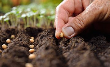 shutterstock_SeedPlanting.original